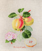 Cross Stitch Kit Luca-S - The Dutch Codlin - HobbyJobby